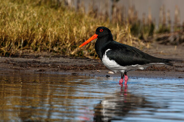 Australian Pied Oystercatcher, Wandandian Creek, NSW, July 2021