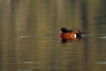 Chestnut Teal, Wandandian Creek, NSW, July 2021