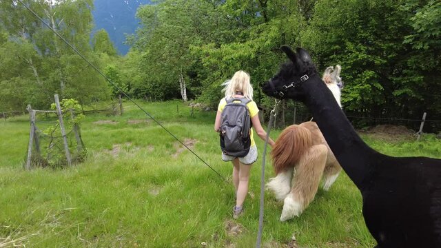 Woman trekking with llama alpaca on top of Comino mount in Switzerland. Centovalli location in Ticino canton. Top of cable car station: Verdasio-Monte Comino.