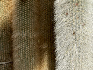 Close-up of a cactus trunk. Background with cacti. Cactus with short white thorns. Exotic and desert plants. Succulent plants in a greenhouse.
