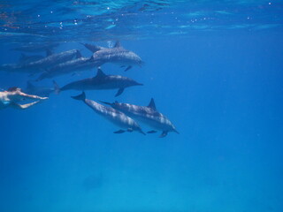 pack of spinner dolphins stenella longorostris in egypt coral reef lagoon sataya 