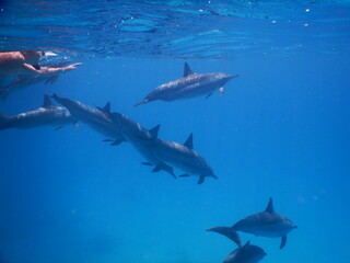 pack of spinner dolphins stenella longorostris in egypt coral reef lagoon sataya 