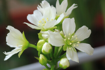 Dionaea muscipula fly trap plant flower