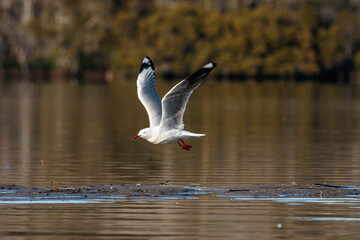 Silver Gull flying, Wandandian Creek, NSW, July 2021