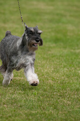 Standard Schnauzer walking in dog show ring