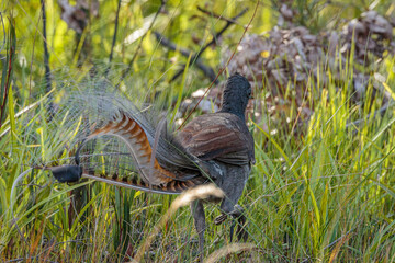 Superb Lyrebird male, Tomerong, NSW, July 2021
