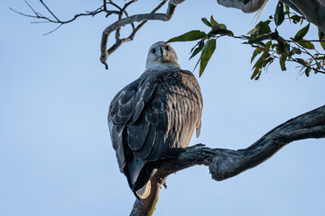 White-bellied Sea-eagle, Wandandian Creek, NSW, July 2021