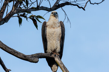 White-bellied Sea-eagle, Wandandian Creek, NSW, July 2021