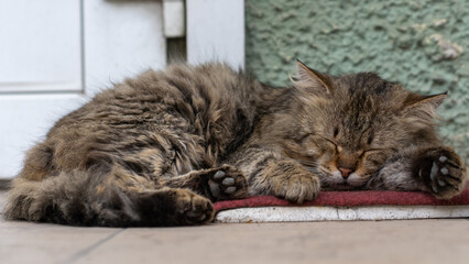 Sleeping cat