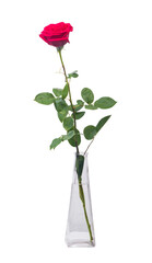 One long red rose in a transparent vase
