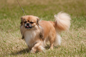 Tibetan Spaniel walking in dog show ring