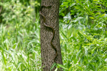 木を登るヘビ（アオダイショウ）
この木の上には親子自然教室で掛けられた小鳥用の巣箱があります。
その巣箱に雛の臭いを感じたのか、木に登り始めました。