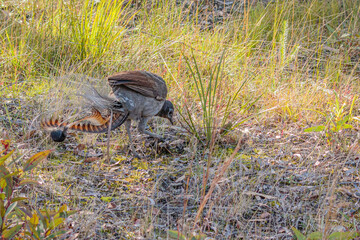Superb Lyrebird male, Tomerong, NSW, July 2021