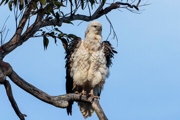 White-bellied Sea-eagle, Wandandian Creek, NSW, July 2021