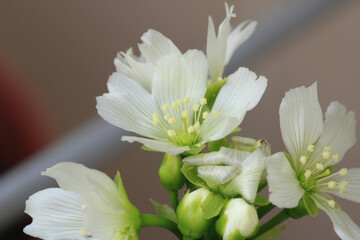 Dionaea muscipula fly trap plant flower