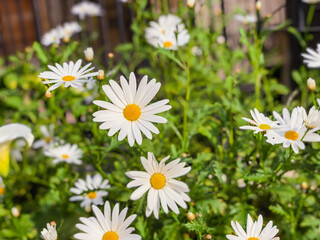 Fototapeta premium Daisys flowers close-up , selective focus. Summer day. Concept of gardening, ecology