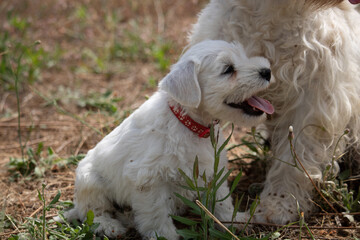 jeunes chiots schnauzers nains blancs