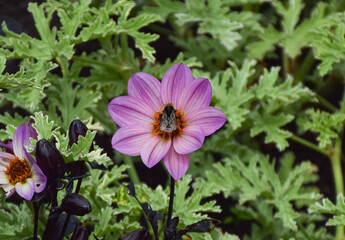 A bumblebee pollinates an anemone (possibly) flower.