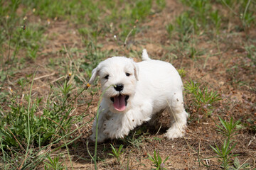 jeunes chiots schnauzers nains blancs