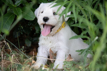 jeunes chiots schnauzers nains blancs