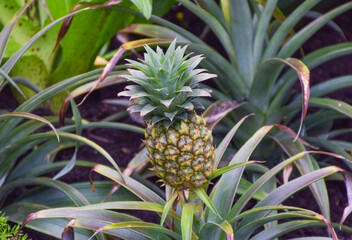 Fototapeta premium A young pineapple, nature detail