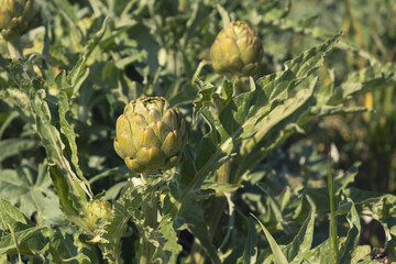A close up view of ripe Artichoke (Cynara cardunculus ) in a field of Artichokes. Spring time