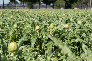 A close up view of ripe Artichoke (Cynara cardunculus ) in a field of Artichokes. Spring time