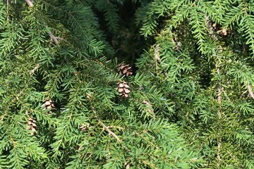 Nice tiny Canadian Hemlock cones © Miroslav