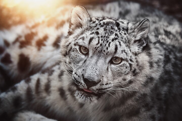 Snow leopard (Panthera uncia) detail portrait