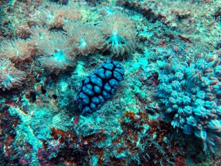 Fototapeta na wymiar nudibranch