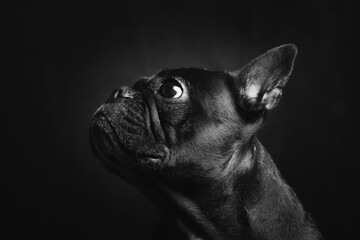 Bouledogue