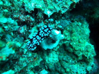 nudibranch