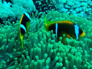 Naklejka na ściany i meble clownfish in anemone coral