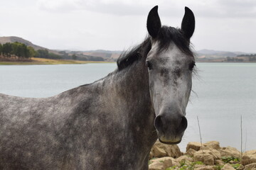 Beautiful gray mare (Equus ferus caballus)