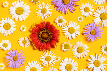 Bright background with white, red and blue chamomiles. Daisy on yellow background. Flat lay