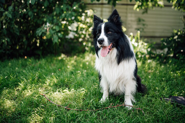 Young black and white border collie on grass