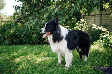 Young black and white border collie on grass