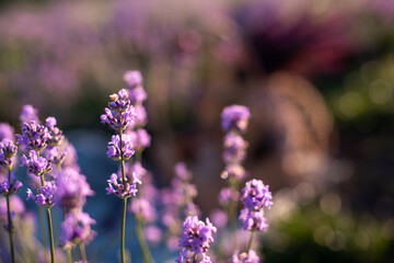 close-up shot of lavender field