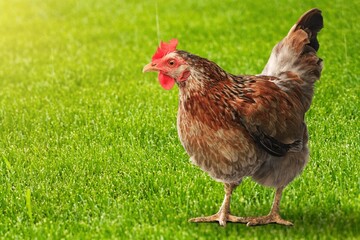 Chicken.