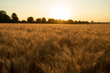Wheat field of gold color in sunset during harvest.