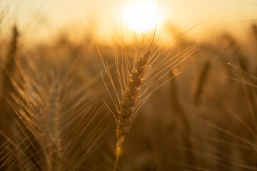 close-up shot of wheat at sunset