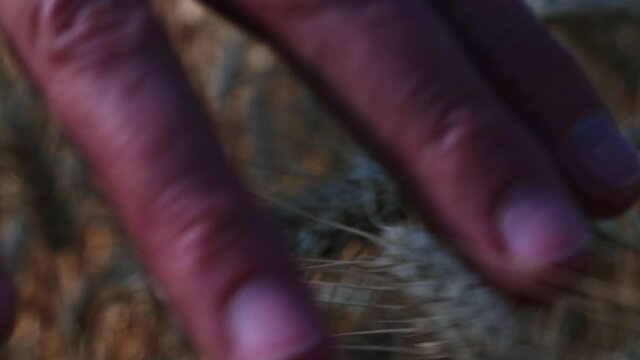 donna campo di grano