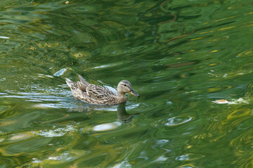 duck on the lake close view