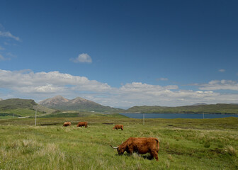 Highland cattle grazing above Loch Slapin on Skye, Inner Hebrides, Scotland