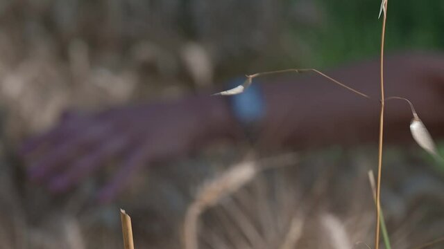 donna campo di grano