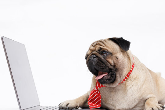 Portrait of happy dog of the pug breed office worker in a tie. Dog looking at laptop. White background. Free space for text.