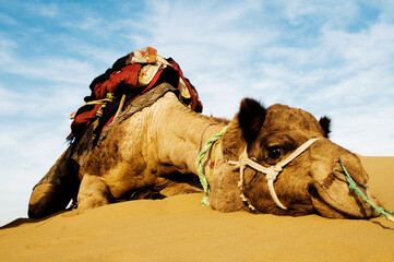 Johnnie the cutest camel. Dromedary camel in the Thar Desert, Rajasthan, India