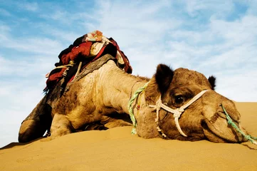 Foto op Plexiglas Johnnie de schattigste kameel. Dromedariskameel in de Thar-woestijn, Rajasthan, India © Rawpixel.com