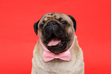 Portrait of adorable, happy dog of the pug breed. Cute smiling dog in  tie butterfly on red background. Free space for text.