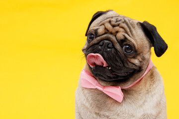 Portrait of adorable, happy dog of the pug breed. Cute smiling dog in  tie butterfly on yellow...